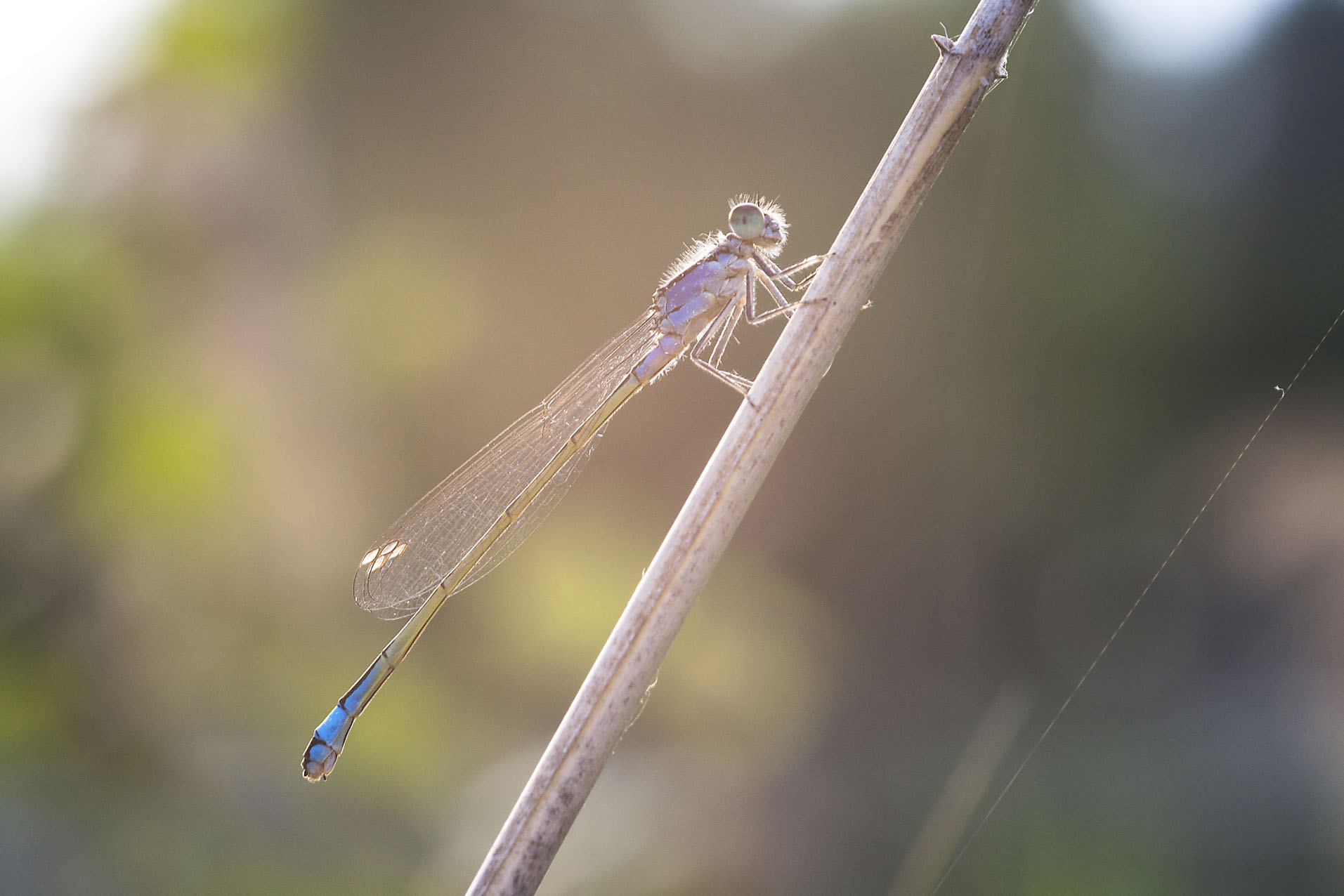 Ischnura elegans - femmina immatura tipo A